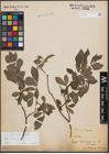 Foto von Salix cinerea L.
